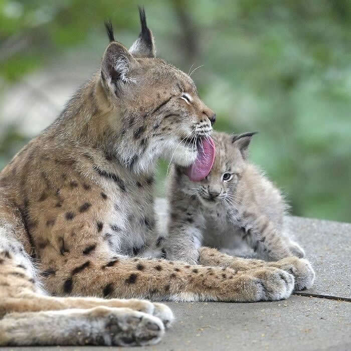 Mother lynx grooming her kitten with a loving lick while the young cub sits closely beside her, capturing a touching moment of maternal affection and care in nature.