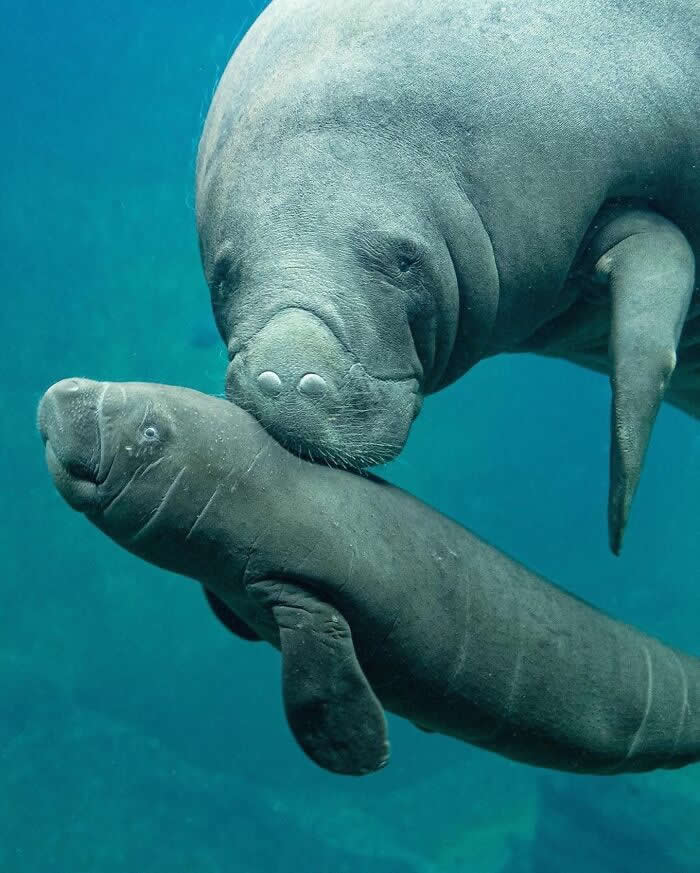Mother manatee swimming closely beside her calf underwater, gently touching the young one in a heartwarming display of affection, protection, and maternal care.