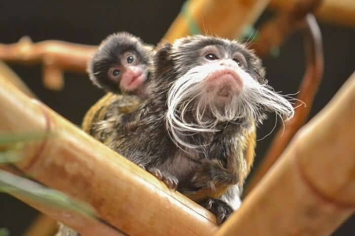 Baby emperor tamarin riding on its mother&rsquo;s back while perched on tree branches, showcasing a tender moment of trust, protection, and maternal care.