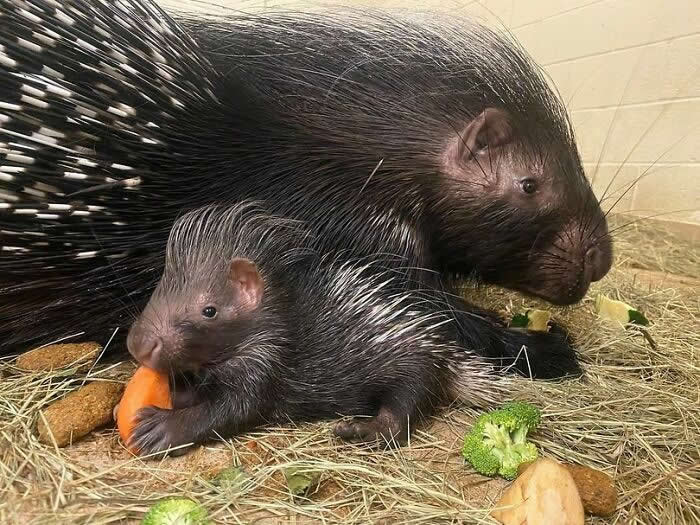 Baby porcupine eating a carrot while resting beside its mother on a bed of hay, creating a warm scene of family bonding, comfort, and maternal protection.