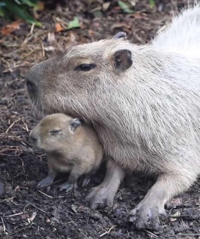 Mother capybara gently cuddling her baby beneath her chin while resting on the ground, showcasing a tender moment of affection, security, and maternal care.
