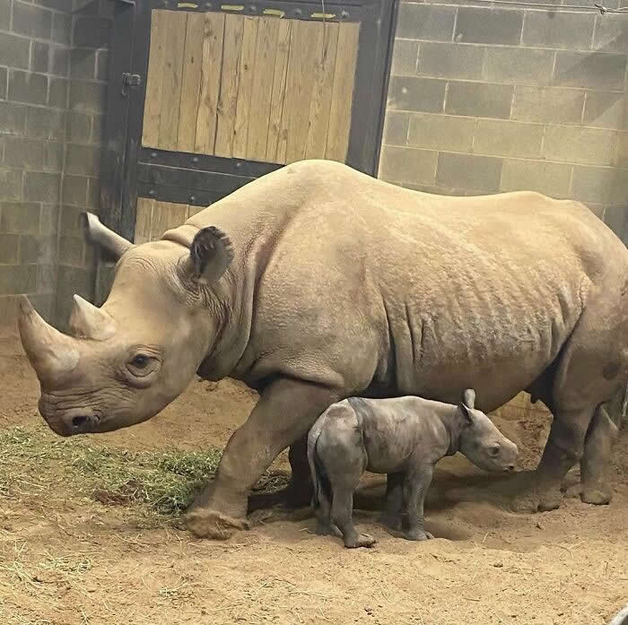 Mother rhinoceros walking beside her young calf in a sandy enclosure, offering protection and reassurance as the baby stays close to her side in a tender family moment.