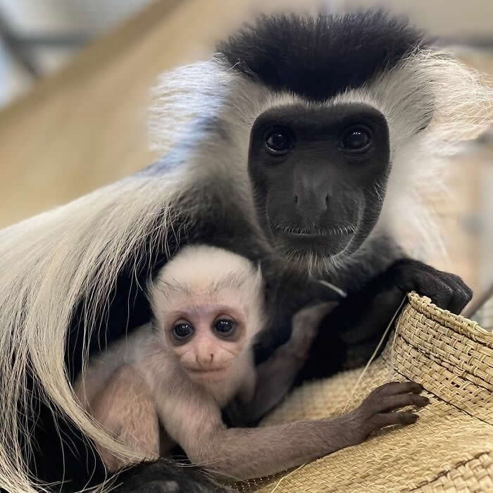 Mother monkey gently cradling her baby in her arms, while the young one peeks out with bright eyes, highlighting a tender bond of protection, affection, and maternal care.