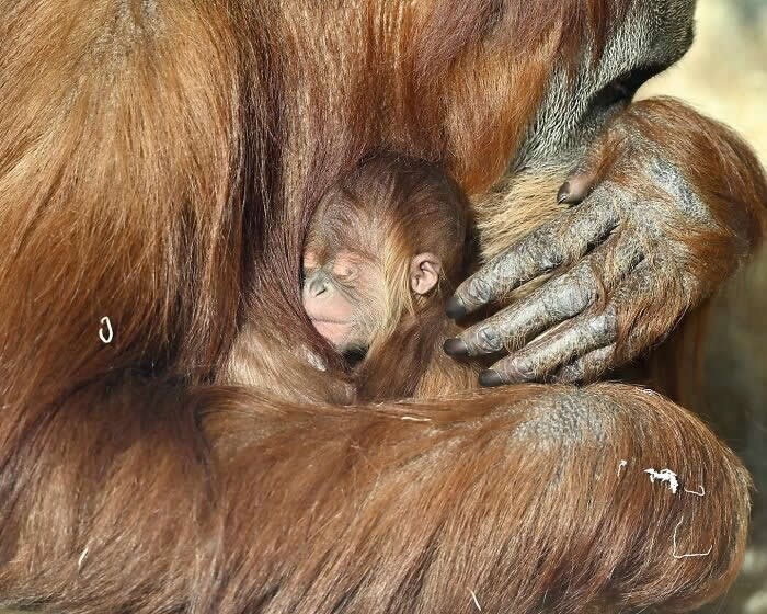Baby orangutan sleeping peacefully while cradled in its mother&rsquo;s arms and surrounded by her fur, portraying a tender moment of comfort, security, and maternal affection.