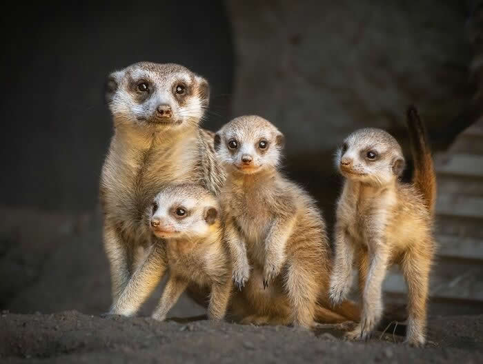 Mother meerkat standing protectively beside three young pups, keeping watch as they gather closely together in a heartwarming display of family bonding and care.