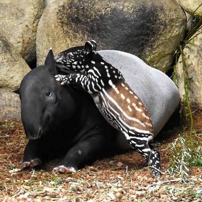 Baby tapir playfully climbing onto its mother&rsquo;s back while she rests on the ground, creating a charming scene of maternal patience, trust, and family bonding.