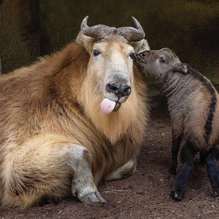 Young calf nuzzling its mother&rsquo;s face while she rests calmly on the ground, creating a touching scene of affection, trust, and maternal bonding between parent and offspring.