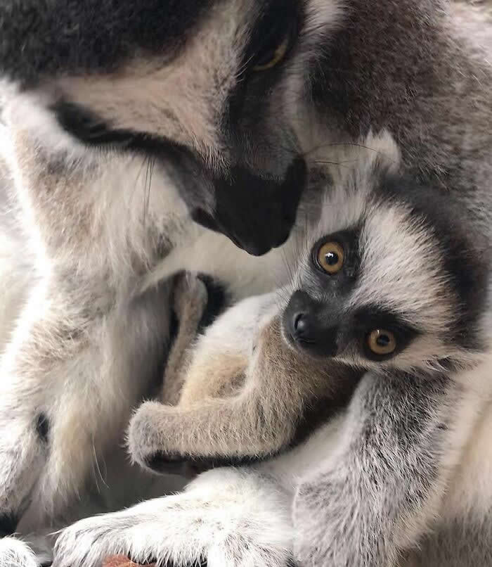 Mother ring-tailed lemur holding her baby closely in her arms while looking down affectionately, capturing a tender moment of protection, care, and maternal bonding.