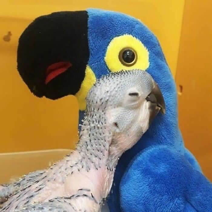 Young macaw chick snuggling affectionately against its parent&rsquo;s colorful face, capturing a tender moment of closeness, trust, and parental care between the two birds.