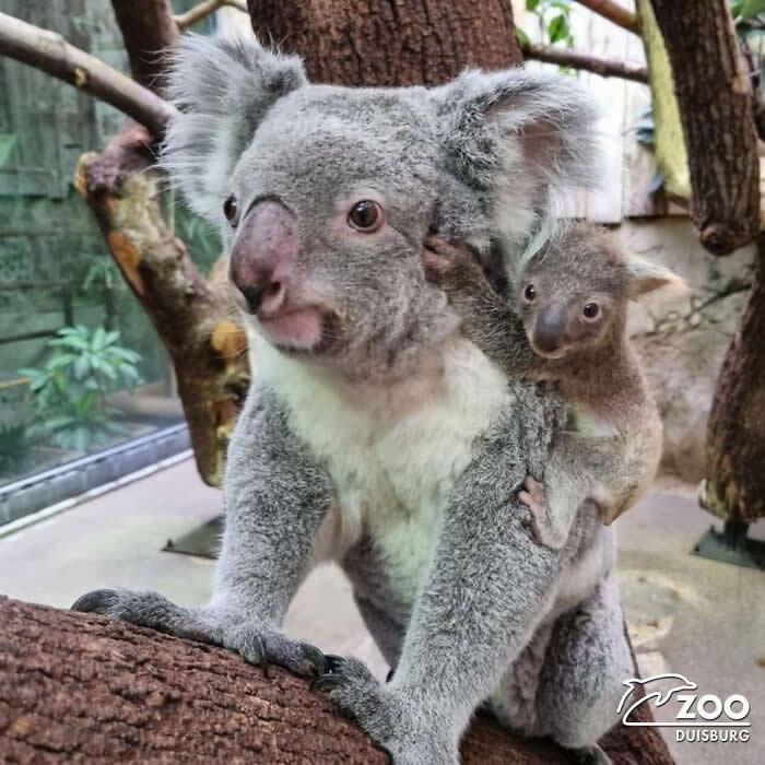 Mother koala carrying her joey on her back while perched on a tree branch, showcasing a tender moment of protection, affection, and the strong bond between parent and baby.