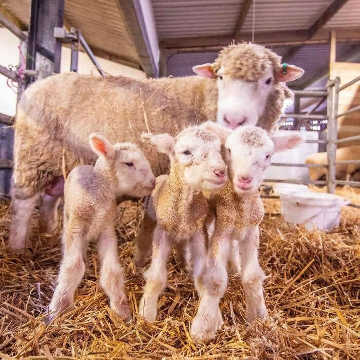 Mother sheep standing protectively behind her three lambs in a straw-filled barn, capturing a heartwarming moment of family togetherness, maternal care, and affection.