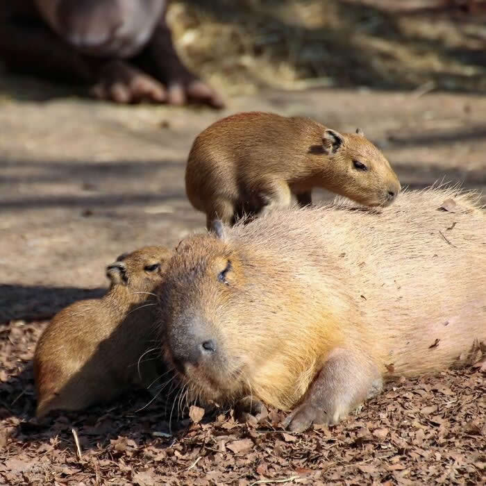 Mother capybara resting on the ground while two young pups cuddle and climb on her, capturing a sweet moment of family bonding, trust, and maternal care.