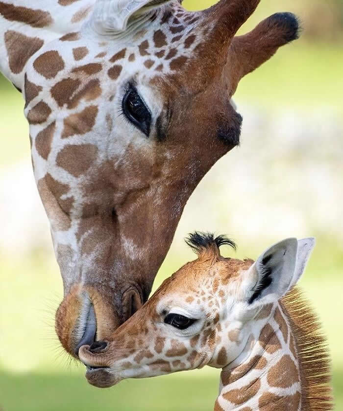 Mother giraffe gently touching noses with her young calf, capturing a tender moment of affection, trust, and maternal bonding against a softly blurred natural background.