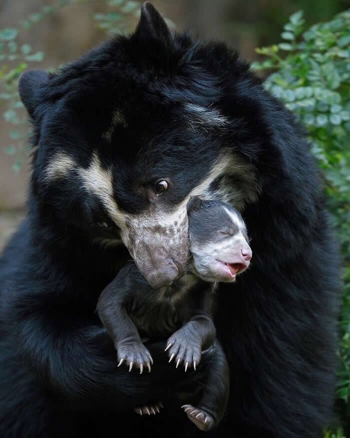 Mother spectacled bear lovingly cradling her newborn cub in her arms, showcasing a tender moment of protection, affection, and the deep bond between parent and baby.