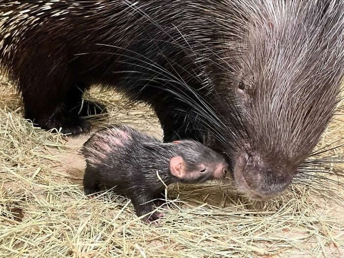 Baby porcupine affectionately nuzzling its mother on a bed of hay, capturing a sweet moment of maternal care, trust, and the loving bond between parent and offspring.