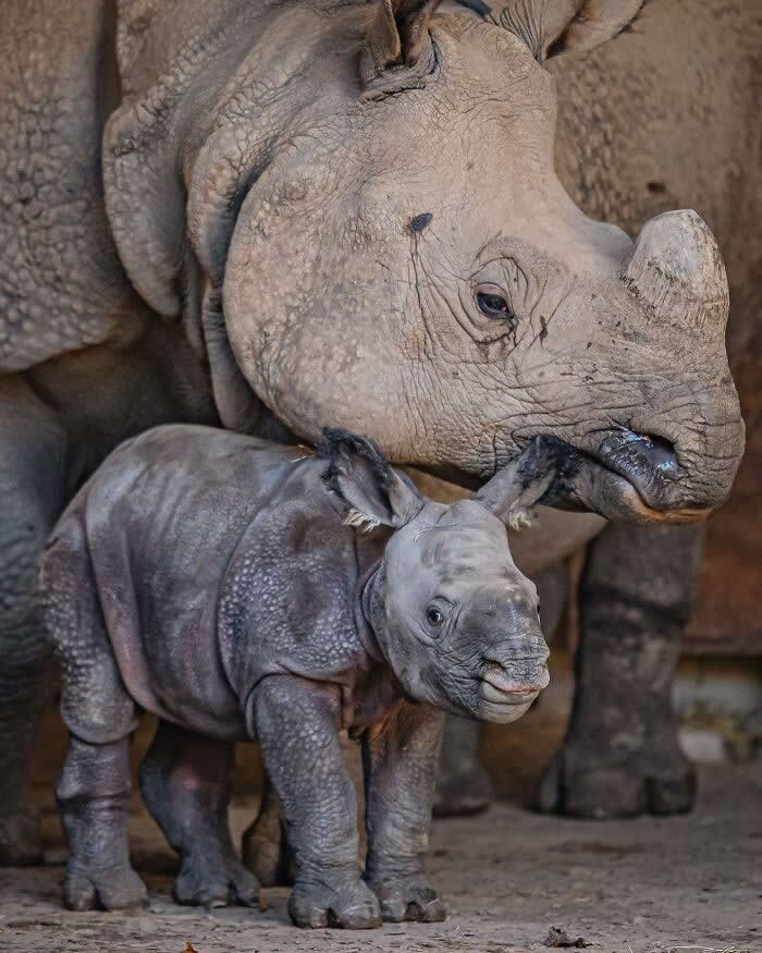 Mother rhinoceros standing protectively behind her young calf, watching over it as the baby stands confidently nearby, highlighting a tender bond of care, security, and maternal affection.