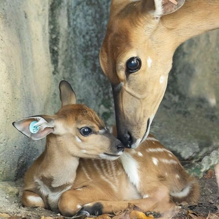 Mother deer lovingly touching noses with her young fawn while it rests on the ground, creating a tender scene of maternal affection, protection, and trust.