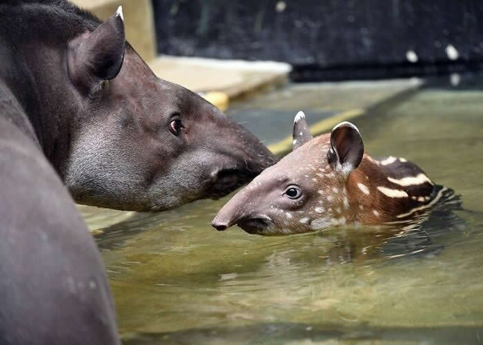 Mother tapir affectionately touching her young calf while it swims in shallow water, capturing a tender moment of guidance, protection, and the strong bond between parent and offspring.