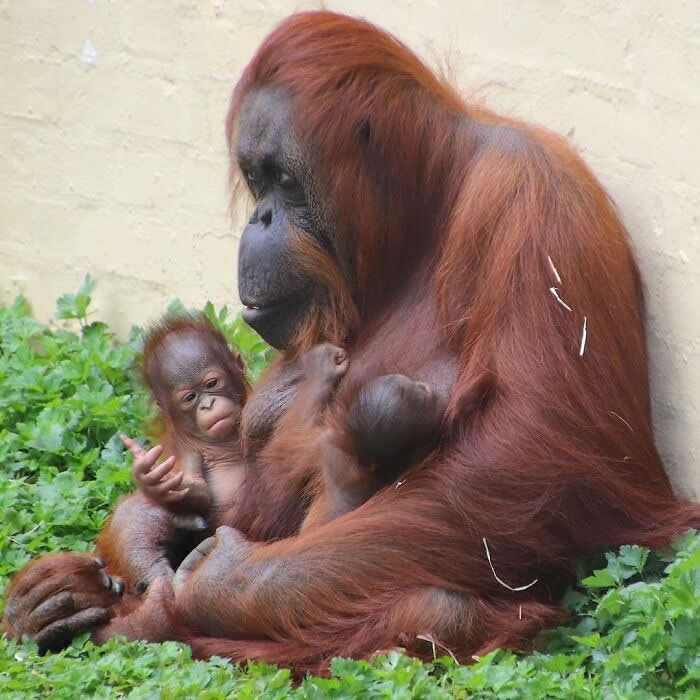 Mother orangutan sitting in the grass while lovingly holding and caring for her baby, capturing a tender moment of affection, protection, and the strong bond between parent and child.