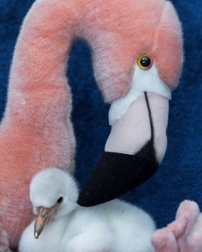 Adult flamingo standing protectively beside its fluffy white chick, creating a tender portrait of maternal care, warmth, and the close bond between parent and offspring.