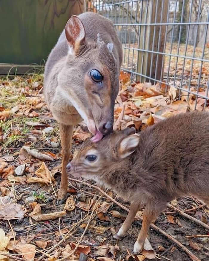 Mother dik-dik lovingly grooming her young calf with a gentle lick while standing together among fallen leaves, showcasing a touching moment of maternal care, protection, and affection.
