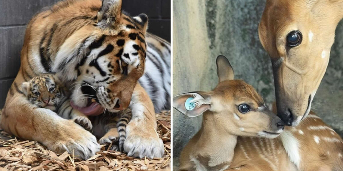 Heartwarming Photos of Animal Moms and Babies