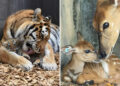 Heartwarming Photos of Animal Moms and Babies