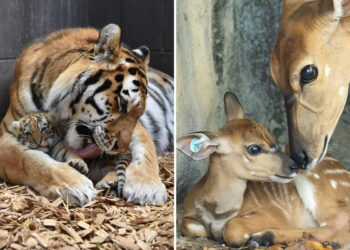 A Celebration of Motherhood: 35 Heartwarming Photos of Animal Moms and Babies 3 Heartwarming Photos of Animal Moms and Babies
