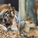 Heartwarming Photos of Animal Moms and Babies