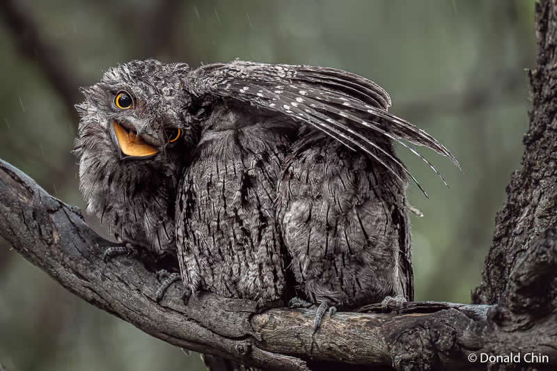 Animals In Nature: Feathered Refuge by Donald Chin - Australian Geographic Nature Photographer of the Year 2026 Shortlists