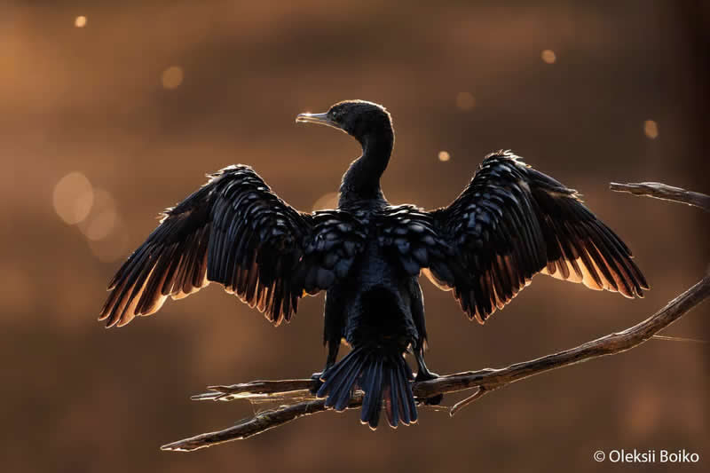 Animals In Nature: Wings of the Golden Light by Oleksii Boiko - Australian Geographic Nature Photographer of the Year 2026 Shortlists