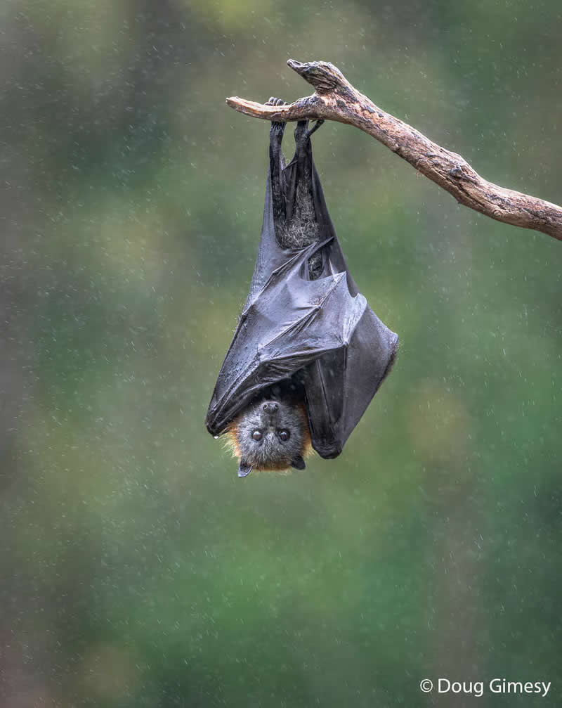 Animals In Nature: Wings as Raincoats by Doug Gimesy - Australian Geographic Nature Photographer of the Year 2026 Shortlists