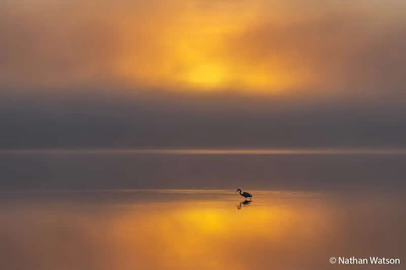 Animals In Nature: Hunting in the Glow by Nathan Watson - Australian Geographic Nature Photographer of the Year 2026 Shortlists