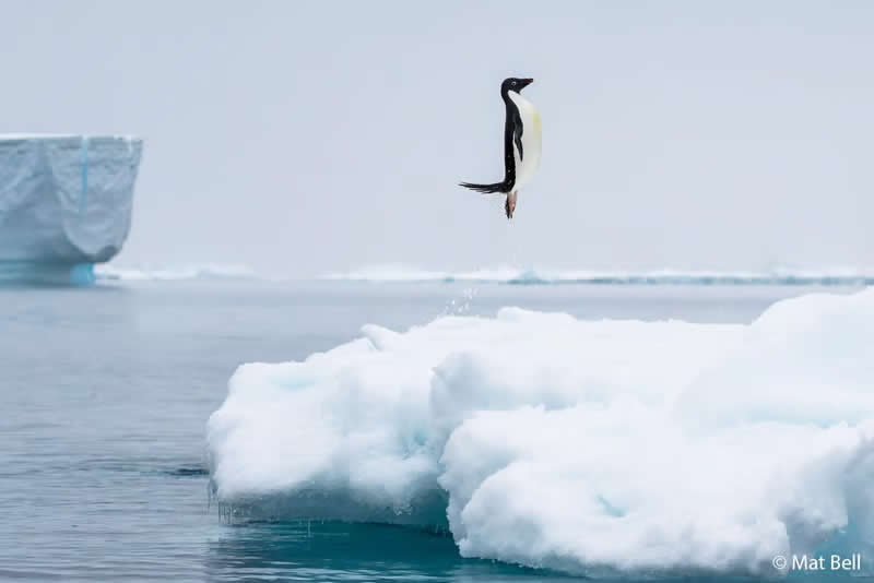 Animals In Nature: Penguin Pose by Mat Bell - Australian Geographic Nature Photographer of the Year 2026 Shortlists