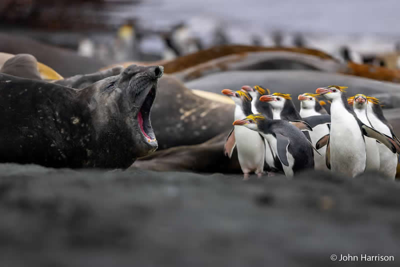 Animal Behaviour: Right of Way by John Harrison - Australian Geographic Nature Photographer of the Year 2026 Shortlists
