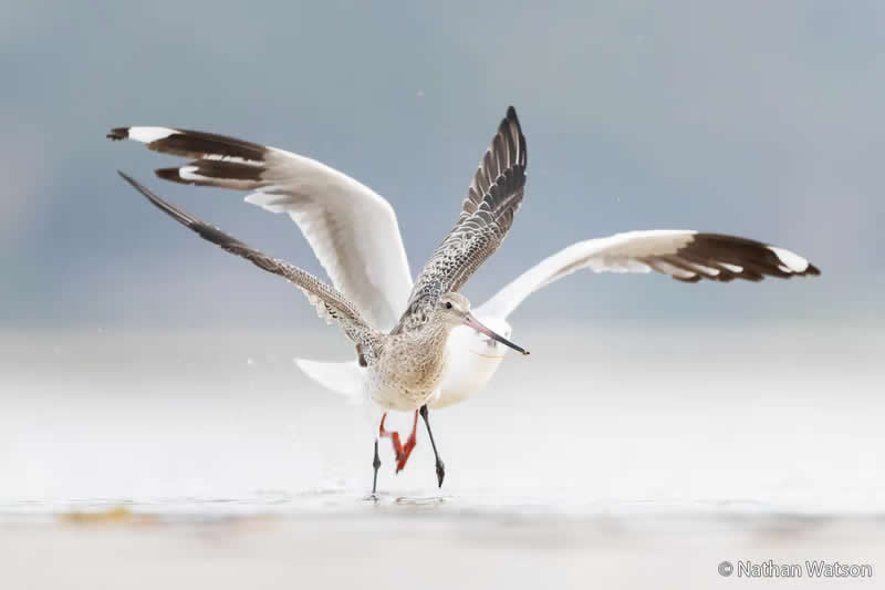 Animal Behaviour: Worm Wars by Nathan Watson - Australian Geographic Nature Photographer of the Year 2026 Shortlists