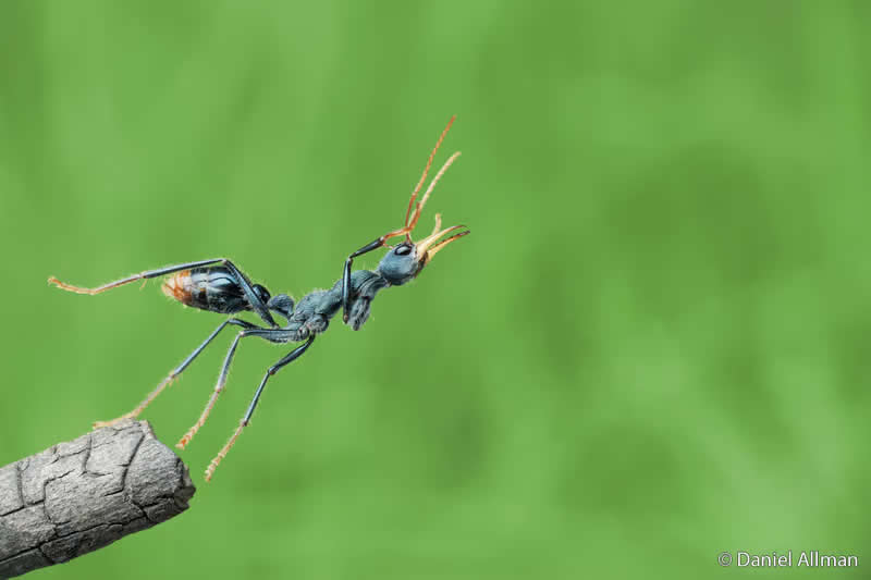Animal Behaviour: The Secret Lives of &ldquo;Non-Jumping&rdquo; Ants by Daniel Allman - Australian Geographic Nature Photographer of the Year 2026 Shortlists