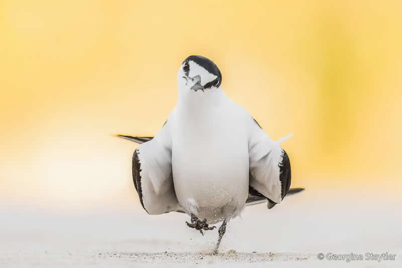 Animal Behaviour: Strutting Tern by Georgina Steytler - Australian Geographic Nature Photographer of the Year 2026 Shortlists