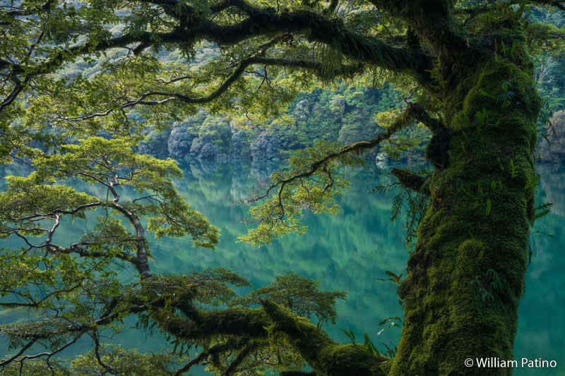 Botanical: Ancient Arms by William Patino - Australian Geographic Nature Photographer of the Year 2026 Shortlists