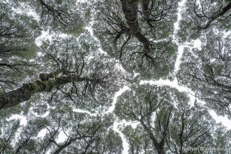 Botanical: Shy by Nathan Waterhouse - Australian Geographic Nature Photographer of the Year 2026 Shortlists
