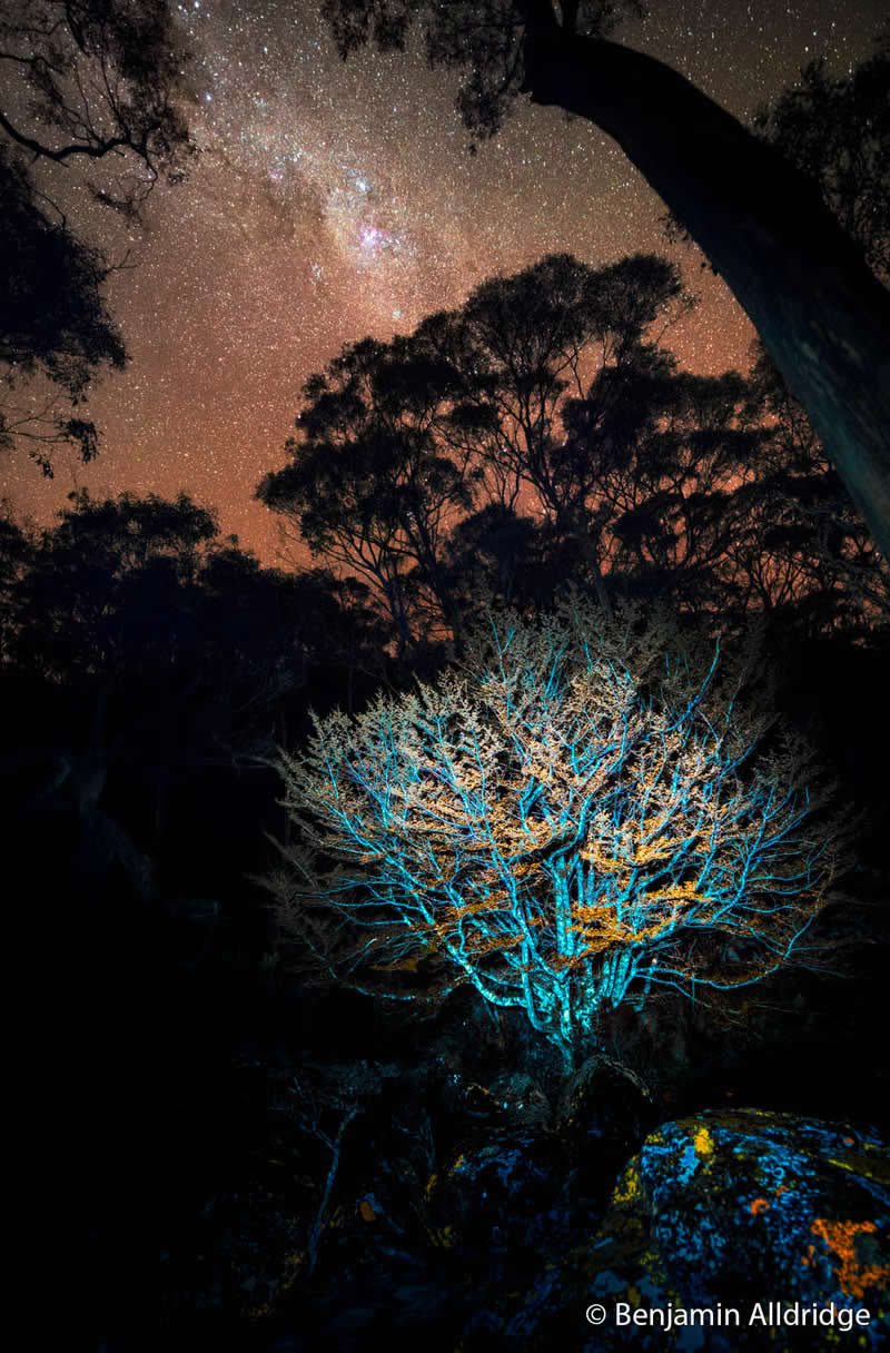 Botanical: Alchemy by Benjamin Alldridge - Australian Geographic Nature Photographer of the Year 2026 Shortlists