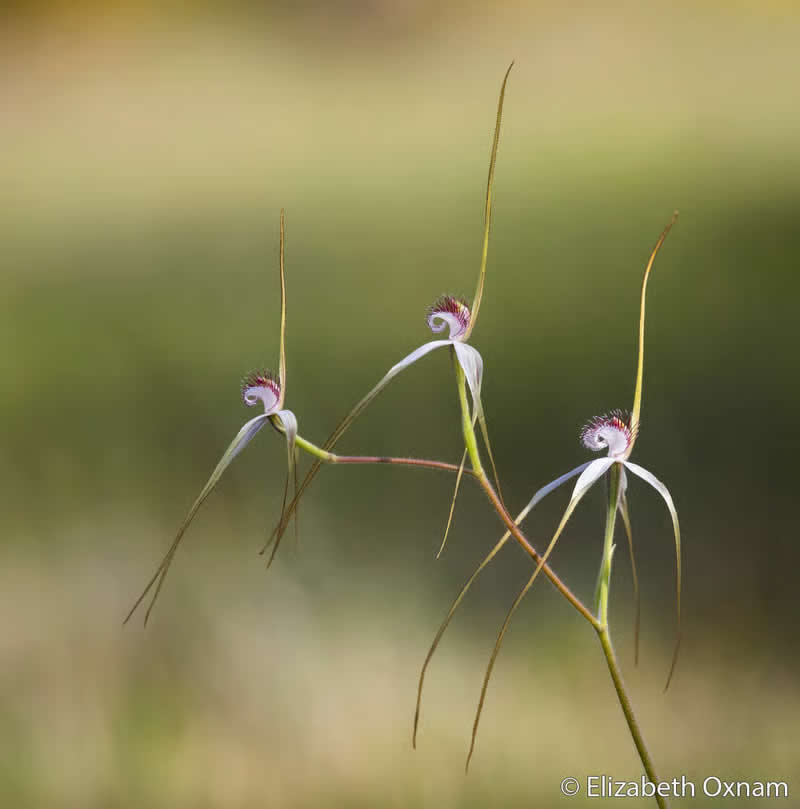 Botanical: Spider Orchid Trio by Elizabeth Oxnam - Australian Geographic Nature Photographer of the Year 2026 Shortlists