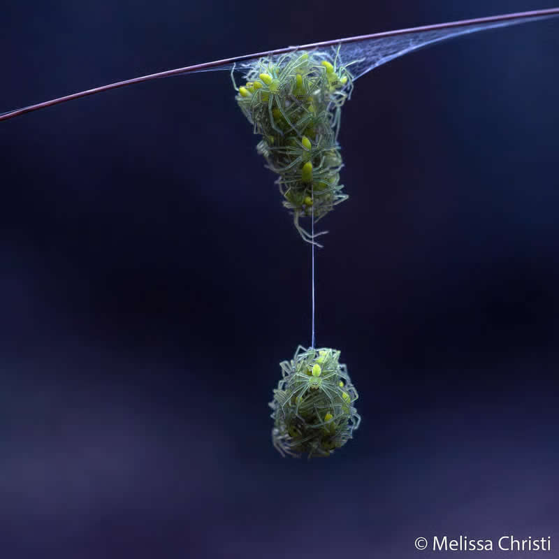 Macro: Spider Pi&ntilde;ata by Melissa Christi - Australian Geographic Nature Photographer of the Year 2026 Shortlists