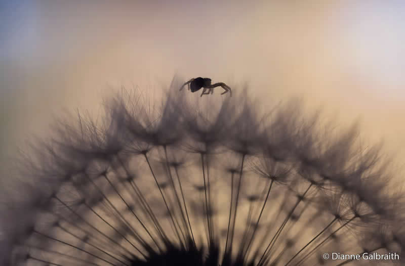 Macro: A Spider&rsquo;s Journey by Dianne Galbraith - Australian Geographic Nature Photographer of the Year 2026 Shortlists