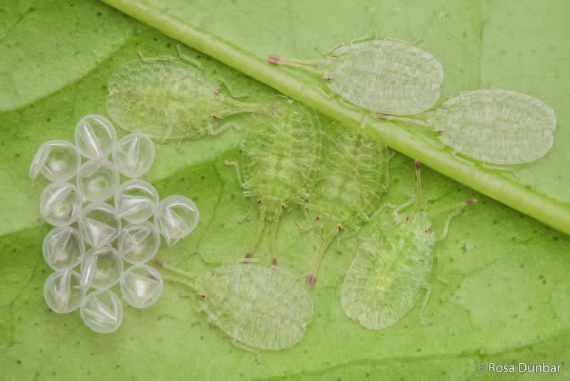Macro: New Beginnings by Rosa Dunbar - Australian Geographic Nature Photographer of the Year 2026 Shortlists