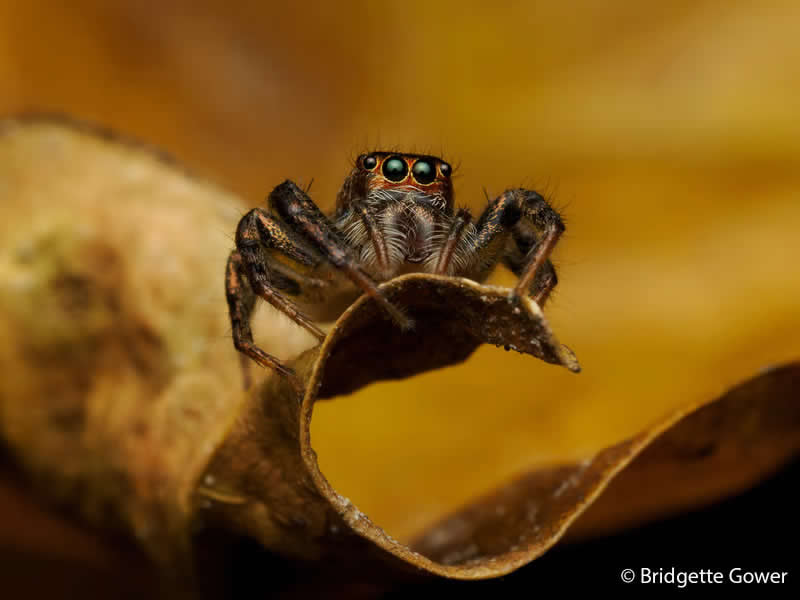 Macro: Curvy Cytaea by Bridgette Gower - Australian Geographic Nature Photographer of the Year 2026 Shortlists