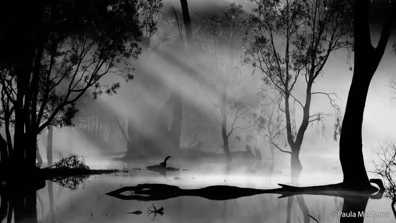 Monochrome: In the Morning by Paula McManus - Australian Geographic Nature Photographer of the Year 2026 Shortlists
