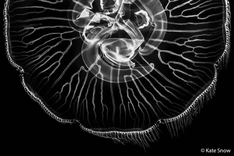 Monochrome: Moon Jellyfish by Kate Snow - Australian Geographic Nature Photographer of the Year 2026 Shortlists