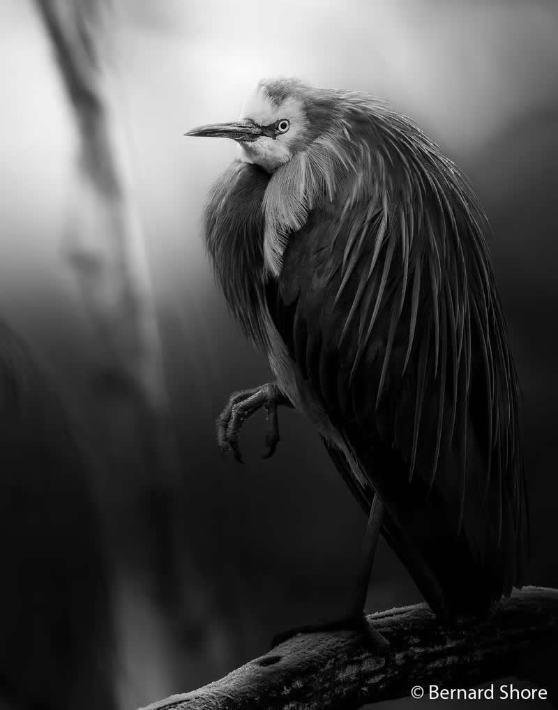 Monochrome: The White Faced Heron by Bernard Shore - Australian Geographic Nature Photographer of the Year 2026 Shortlists