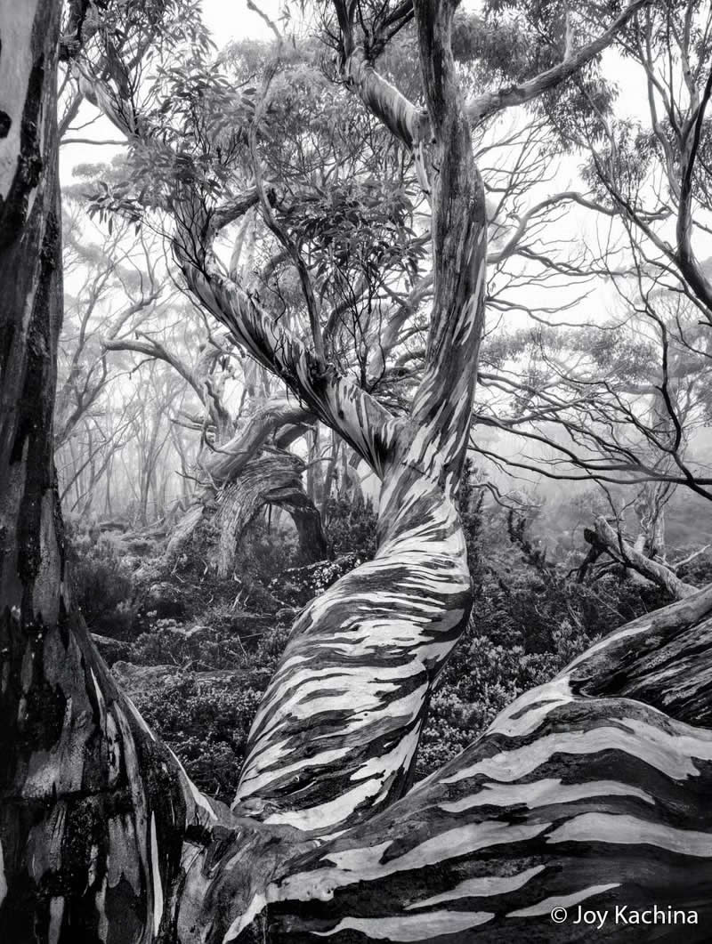 Monochrome: Wood Wide Web by Joy Kachina - Australian Geographic Nature Photographer of the Year 2026 Shortlists